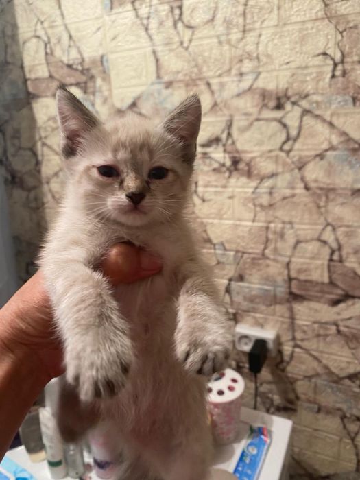 Отдам красивых котят