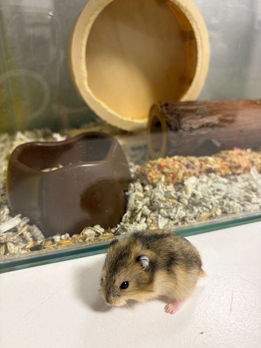 Vând hamsteri pui de o lună