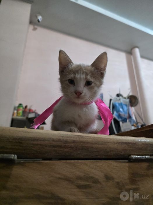 Персиковый котёнок бесплатно, мальчик