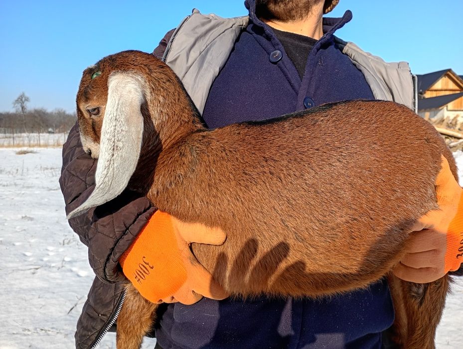 Iadă Anglonubiana cu pedigree