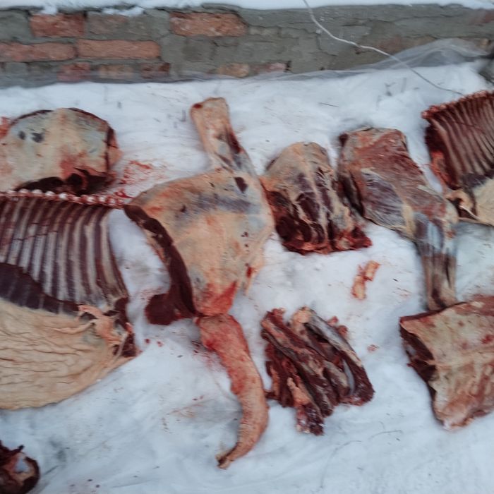 Мясо конины 2600