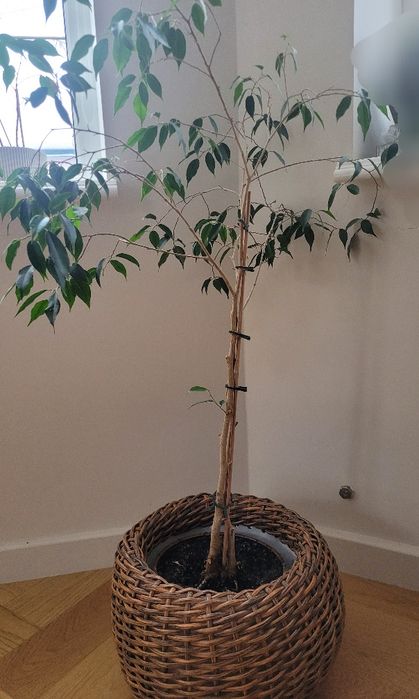 Фикус бенджамина,  1.2м