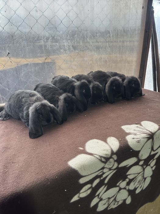 Iepuri berbec german