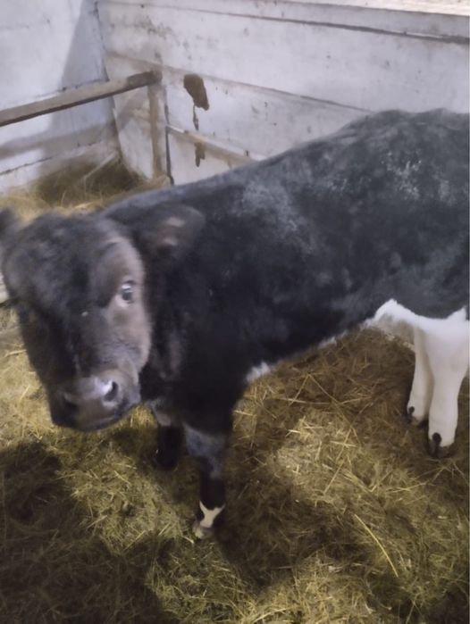 Продам телят нынешних