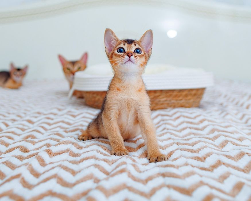 Абиссинские котята