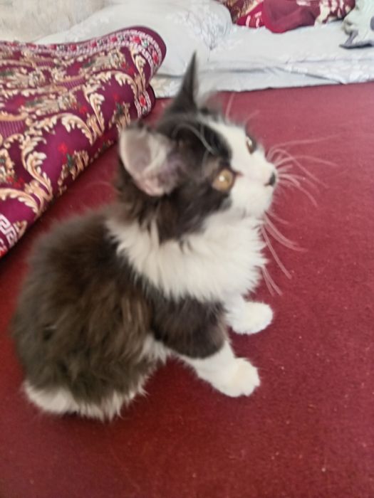 Main Kun (Maine Coon) aralash zotli, erkak, o'ynoq mushukcha