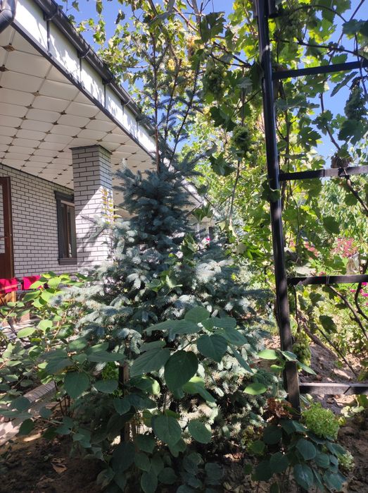 Елка сатылады бағасын келесемыз срочно