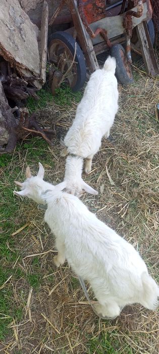 !Ona bola echki
!Zotli
!Bolasi:erke .urgochi
!2 litr suti bor
!Sroch