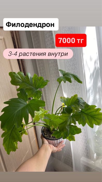 Комнатный цветок Филодендрон