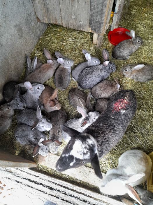 Iepurasi urias german si hycole