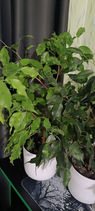 Фикусы 2 годика пушистые