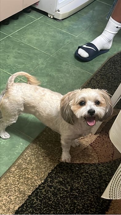 Pet sitter/cazare caini Bucuresti