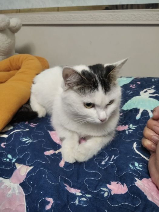 Отдам кошечку в хорошие руки