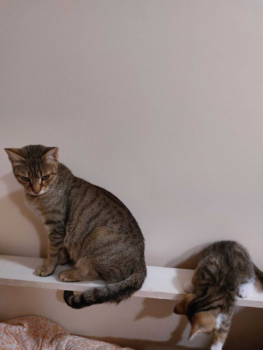 ПОДАРЯВАМ домашни котенца