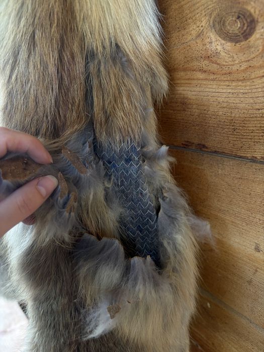Haină din Blană Naturală de Vulpe (M/L) + Blană Întreagă Tăbăcită BONUS