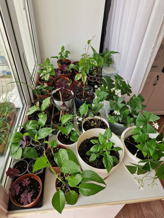 Комнатные растения/черенки/цветы от 400 тг