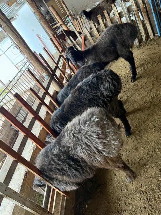 Койлар сатылады 110мын