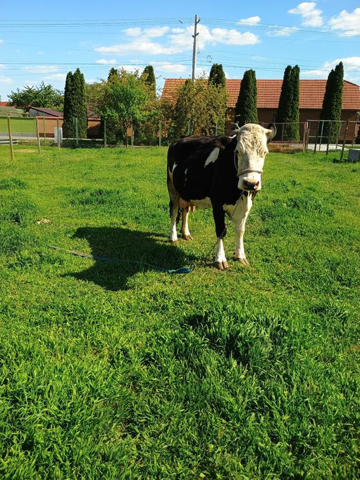 Vând vaca Holstein de 7 ani