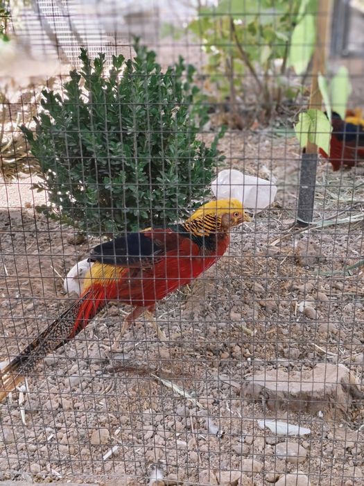 Zalatoy fazan tilarang fazan qirgʻovul