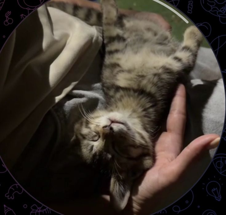 Очень ласковый котенок