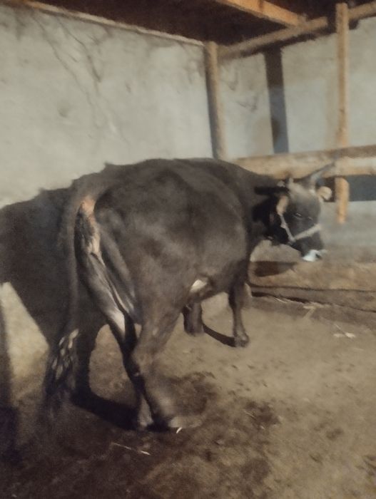 Алатау сиыр буаз