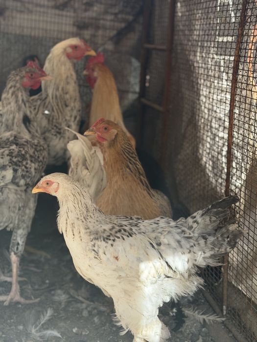 Продавам кокошки и петли