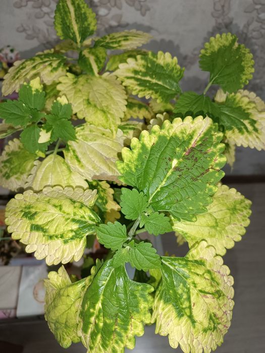 Продам колеус "Жёлтый принц".