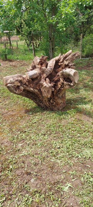 Vand rădăcină de Nuc