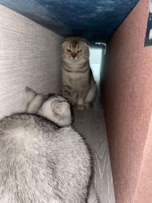 Мышка ищет себе кота