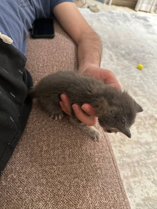 Отдаются котята в добрые руки