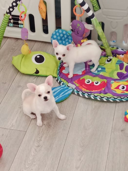 Щенки Чихуахуа 2 месяца.