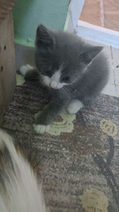 Бесплатно котенки хорошие руки