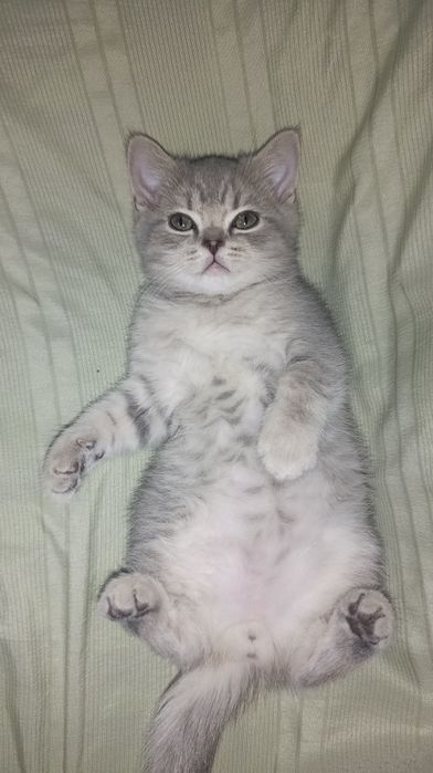 Продаётся котёнок! Шотландская