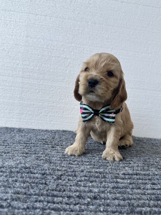 Fetita Cocker spaniel engelz