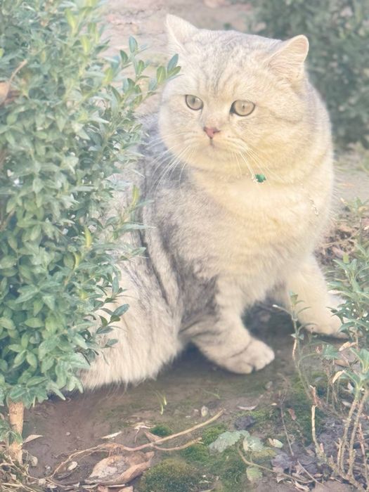 Кошка Британские серебристые шиншилла