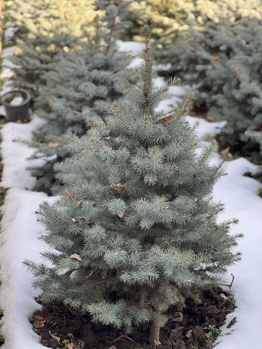 Archalar Galubaya El sfati zor