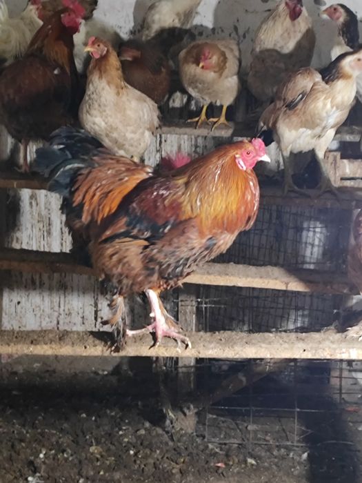 Домашние  Молодые Петушки 8-9 месяцев месяцев