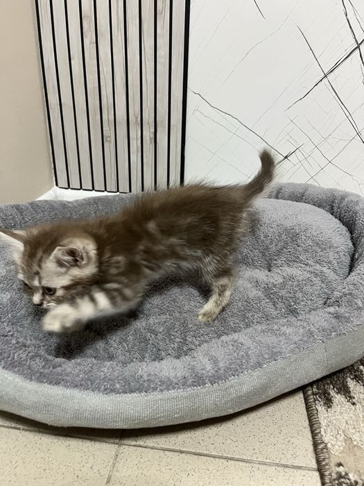 Продам катенка шотландку
