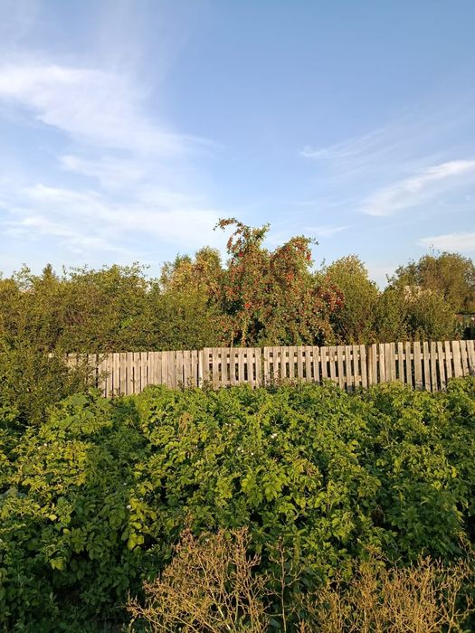 Дача в обществе "Елочка" 1480