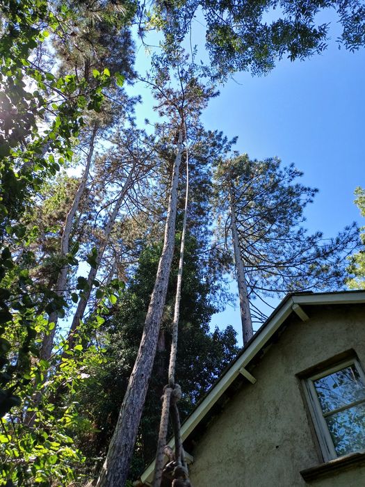 Рязане на високи опасни дървета