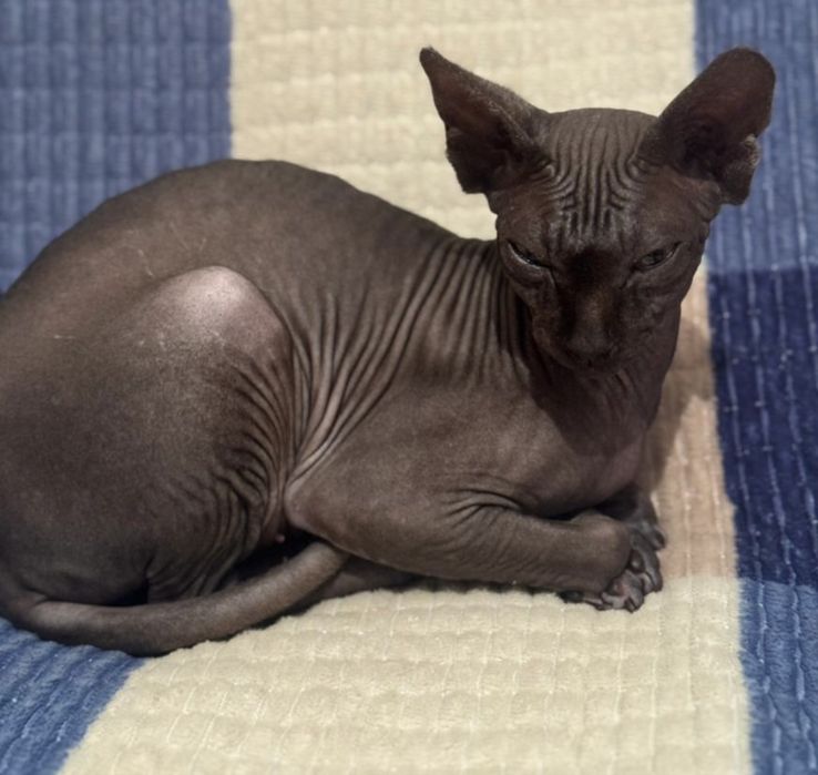 Продаю Канадски кошку сфинкс