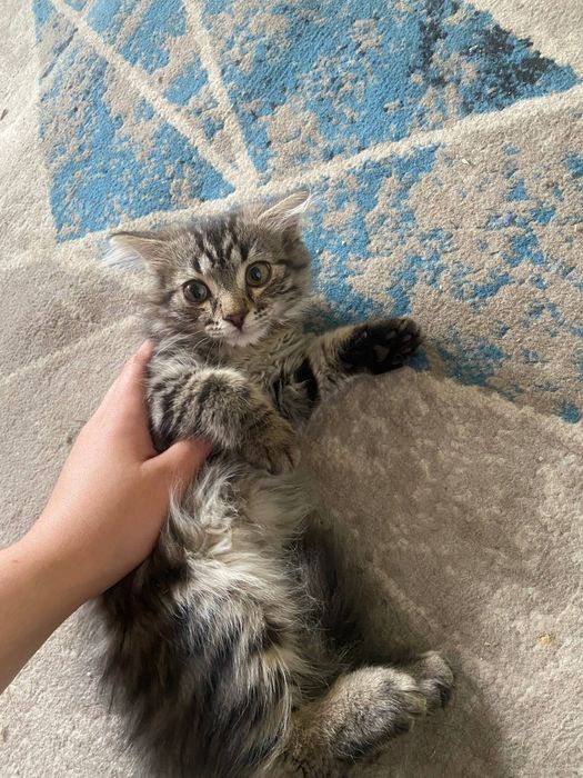4 oyli qizbola mushu toza latok bladi