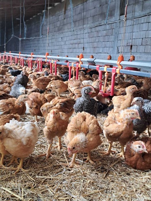 Vand pui rasa mixta 5 saptamani, vaccinuri la zi . 19 lei.