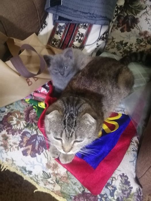 Отдаем котенка, в добрые руки