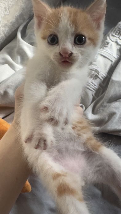рыжий котенок ищет дом