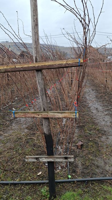 Butași zmeură Canby