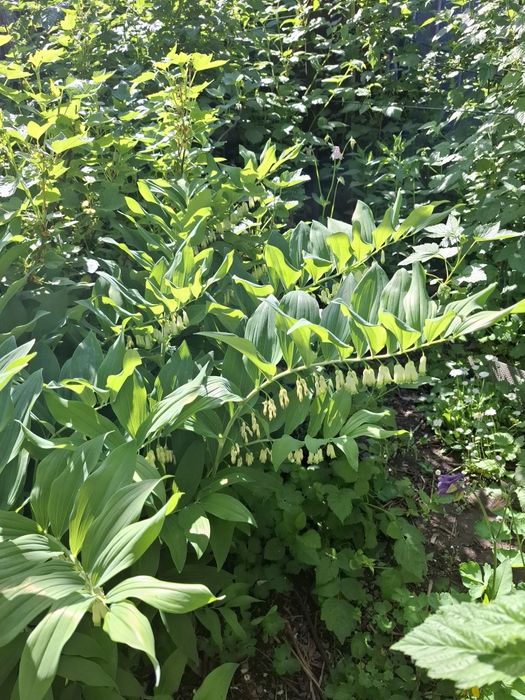 Цветы многолетнии разные