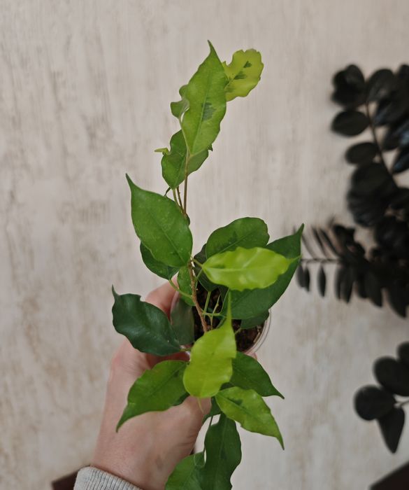 Сортовые фикусы, редкие сорта