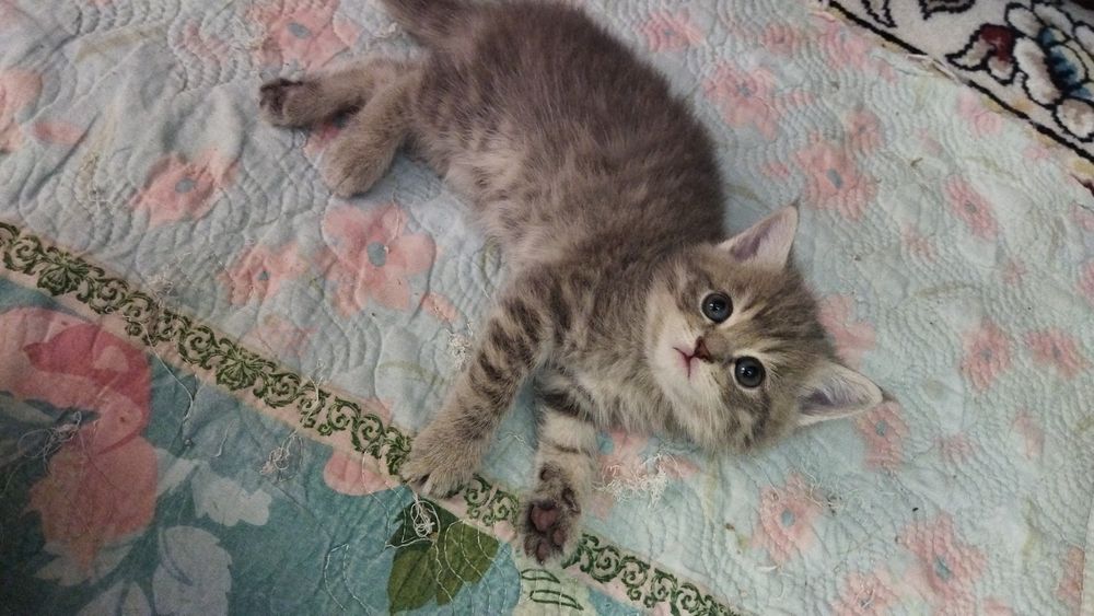 Продаются шотландские чистокровные котята