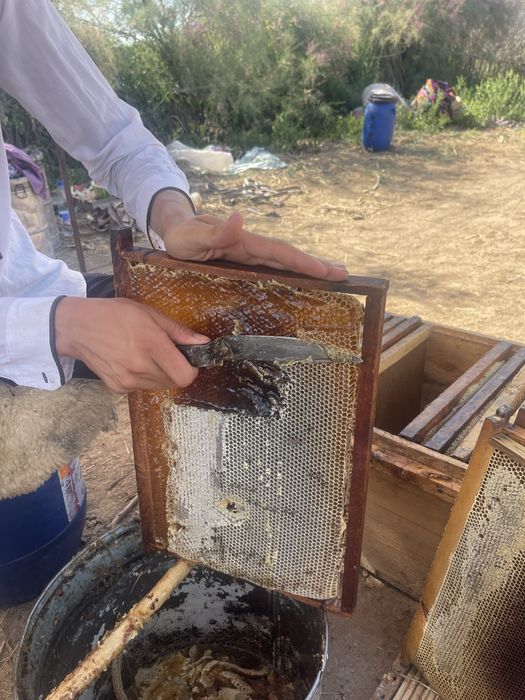 Bol sotiladi chistin